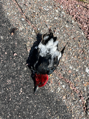 Red-headed Woodpecker