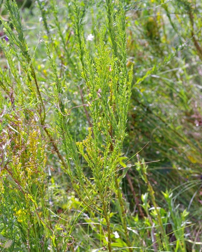 Solidago mexicana, photograph 4