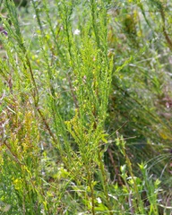 Solidago mexicana, photograph (c) Michelle W. （鍾偉瑋）, some rights reserved (CC BY)