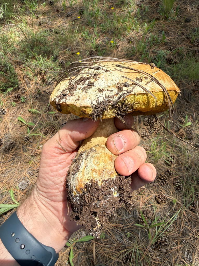 Barrow's Bolete · August 2026 · photo: Photo: (c) Michael Tidwell, some rights reserved (CC BY) · iNaturalist