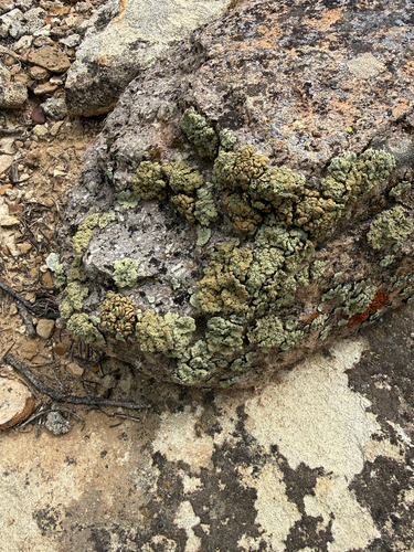 Soil Paint Lichen