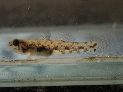 Pseudogobius taijiangensis