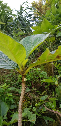 Cyrtandra rarotongensis observed 2020-05-07