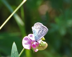 Polyommatus amandus