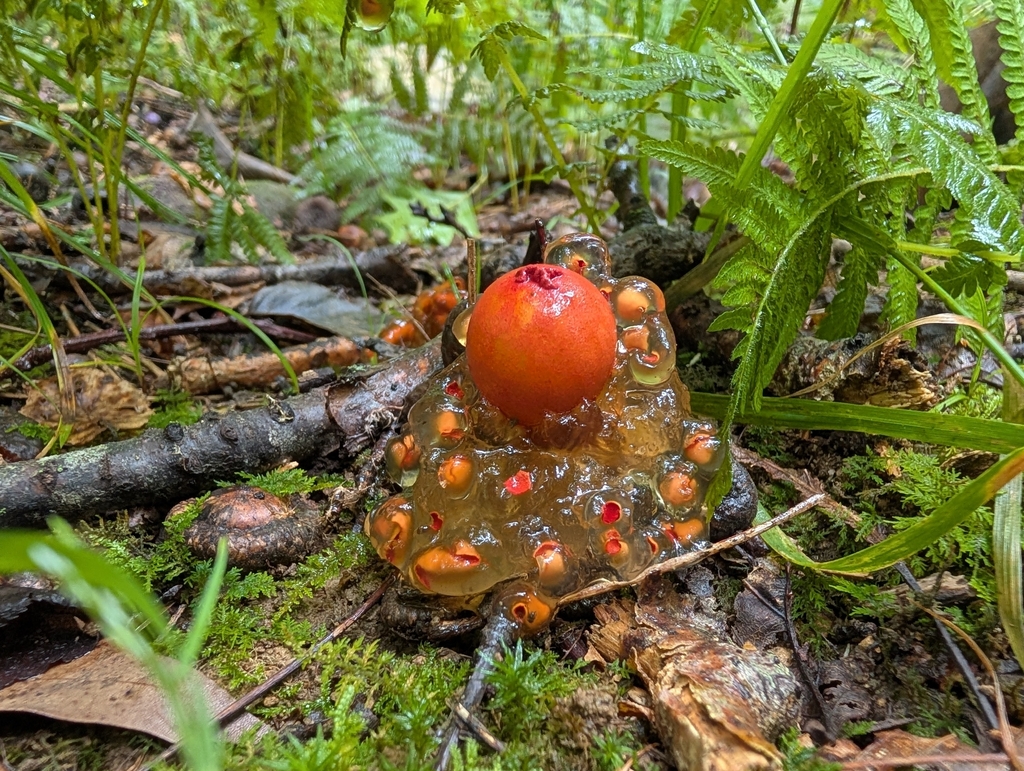 stalked puffball-in-aspic · August 2026 · photo: Photo: no rights reserved · iNaturalist