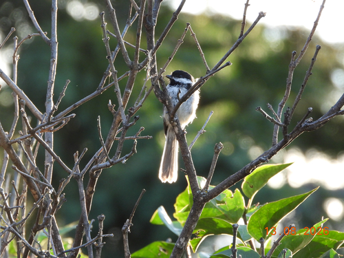 Black-capped Chickadee