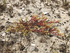 Lastarriaea coriacea