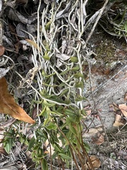 Telipogon nervosus