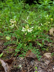 Astragalus soxmaniorum
