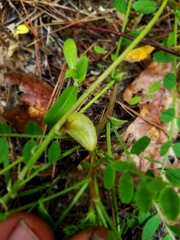 Astragalus soxmaniorum