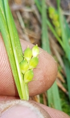 Carex flaccosperma