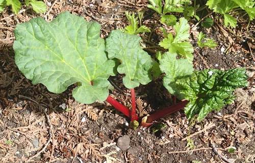 Rhabarberpflanze mit großen grünen Blättern und roten Stielen in einem Gartenbeet mit Mulch
