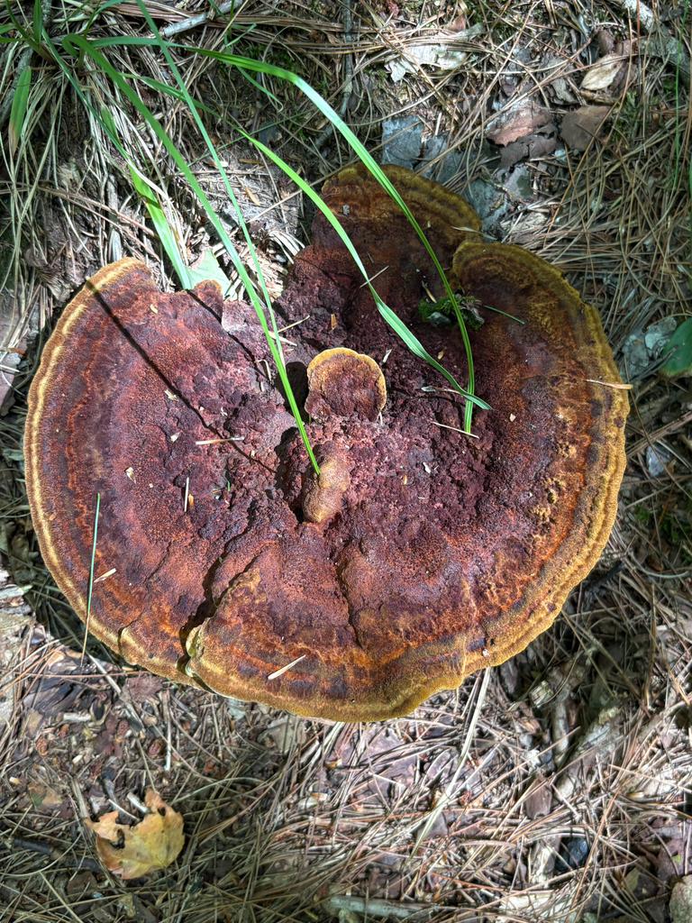 Phaeolus hispidoides · August 2026 · photo: Photo: (c) delognut, some rights reserved (CC BY) · iNaturalist