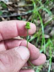 Carex leavenworthii