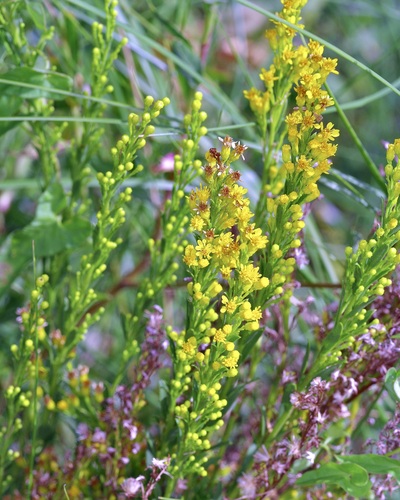 Solidago mexicana, photograph 5