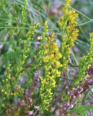 Solidago mexicana, photograph (c) Michelle W. （鍾偉瑋）, some rights reserved (CC BY)