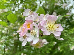 Rosa multiflora cathayensis