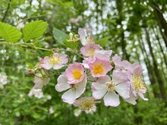 Rosa multiflora cathayensis