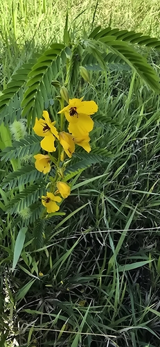 partridge pea