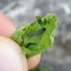 Caryocolum fischerella