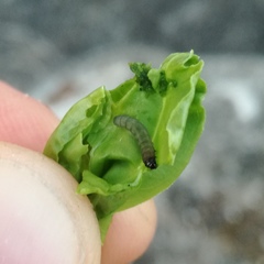 Caryocolum fischerella