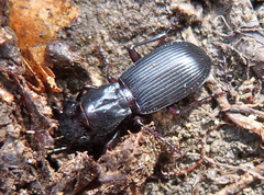 Pterostichus rostratus
