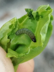 Caryocolum fischerella