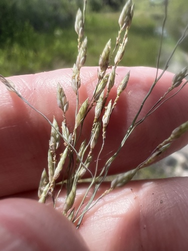 Eragrostis atrovirens observed 2026-08-16