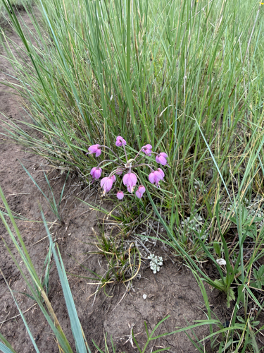 nodding onion