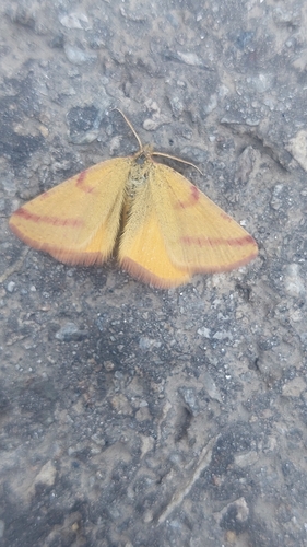 Purple-barred Yellow