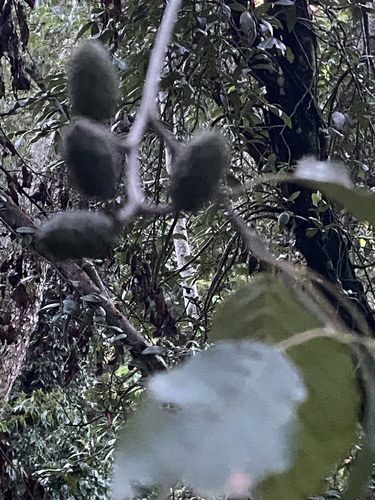 Alnus formosana