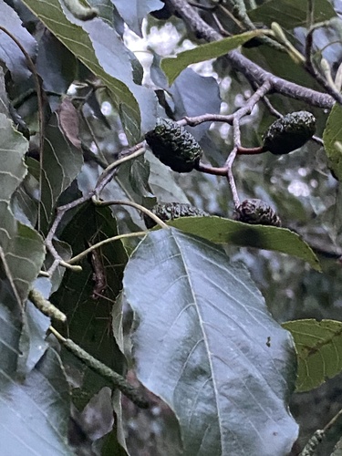 Alnus formosana, photograph 2