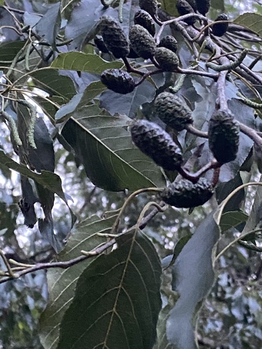 Alnus formosana, photograph 3
