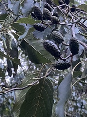 author not stated, no rights reserved Alnus formosana, photograph author not stated, no rights reserved