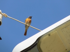 Phoenicurus phoenicurus