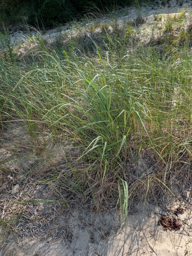 Panicum amarum, photograph 6