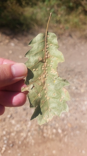 Janetia cerris