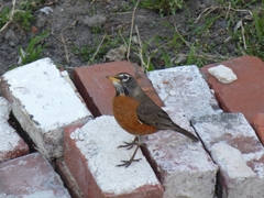 Turdus migratorius