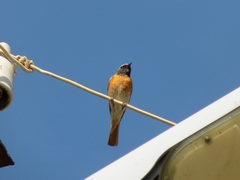 Phoenicurus phoenicurus