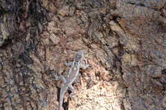 Sceloporus melanorhinus calligaster