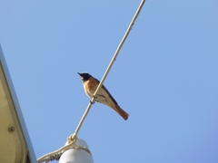 Phoenicurus phoenicurus