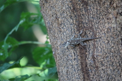 Sceloporus melanorhinus calligaster