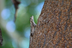 Sceloporus melanorhinus calligaster