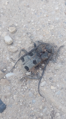 Morimus funereus