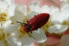 Anostirus purpureus