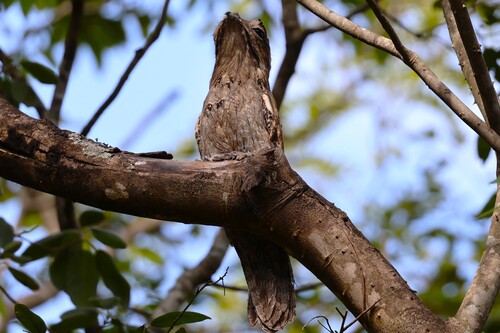 Northern Potoo