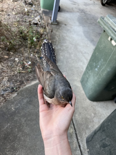 Fan-tailed Cuckoo