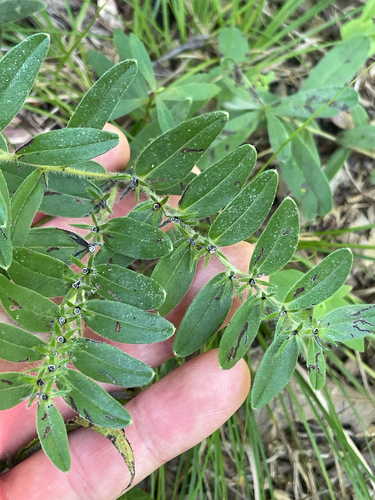 Lithospermum canescens, photograph 6
