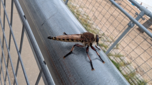 Maroon-legged Lion Fly