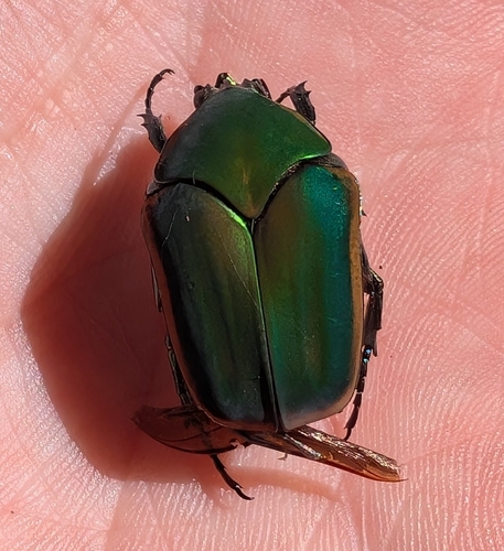 Common Green June Beetle